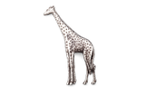 Detailed pewter giraffe pin badge with butterfly clutch fastening on a white background.