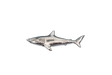 Detailed pewter Shark pin badge featuring a sleek shark design with butterfly clutch fastening on a white background.