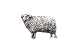 Detailed pewter Ram pin badge featuring curled horns and textured fleece on a white background.